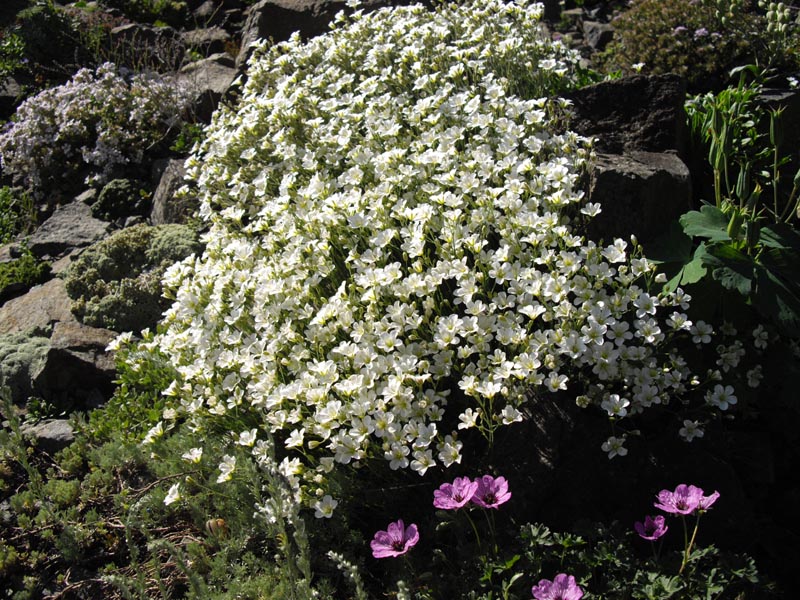 Minuartia capillacea photo